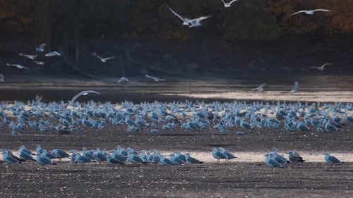 Many river gulls hunt fish in lakes, rivers, and canals. Seagulls fly over the water.