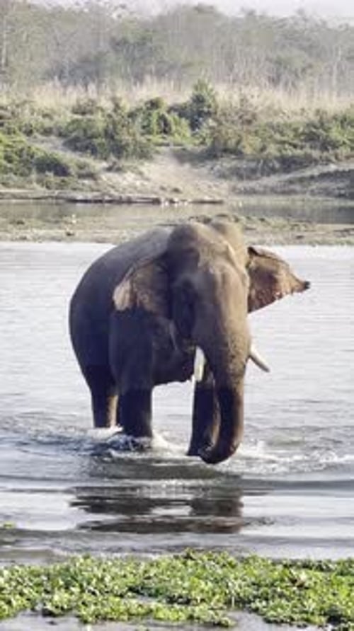 Elefant läuft durch Fluss in natürlichem Lebensraum