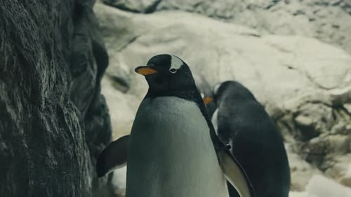 Closeup Of Gentoo Penguins At Osaka Aquarium In Osaka, Japan.