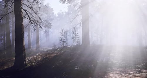 Sunlight Filtering Through Dense Forest Mist During Early Morning Hours