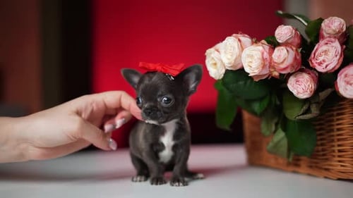 Chihuahua Puppy Sitting on a white table near a bouquet of flowers. Cute domestic pets