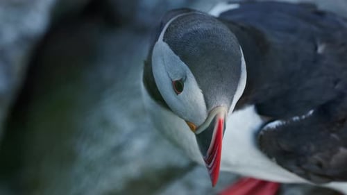 Close-up of a puffin looking around on the island of Runde in Norway, turning its head.