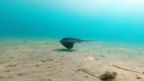 Stingray nageant sous l'eau sur la plage de Mil Palmeras en Espagne au ralenti