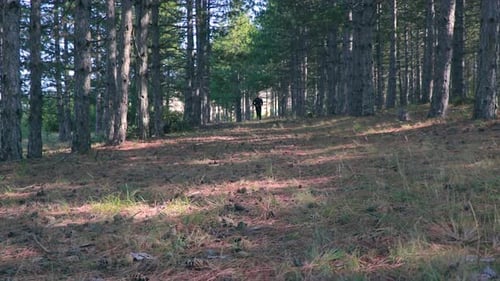 Athlet, der in einem Wald läuft. Mann joggt im Wald. Sport in der Natur.