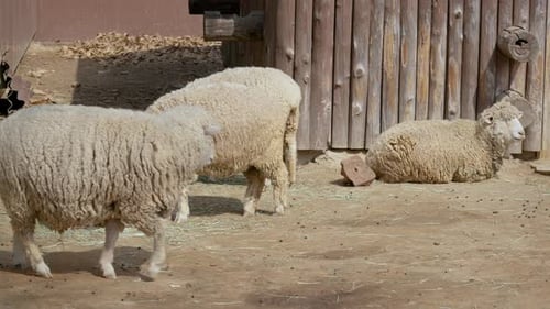Adorable Sheep In Seoul Farm Walking, Feeding And Resting - medium shot