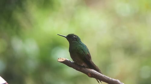 Macro close-up of a beautiful hummingbird sitting on a branch and flying off in slow-motion