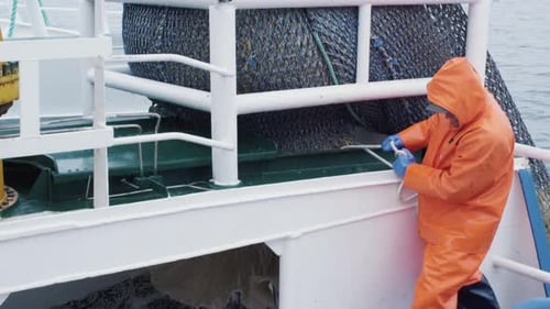 Commercial Fishing Boat Workers Processing a Huge Fish Catch