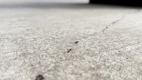 Eine Reihe von Ameisen, die sich über den Beton bewegen