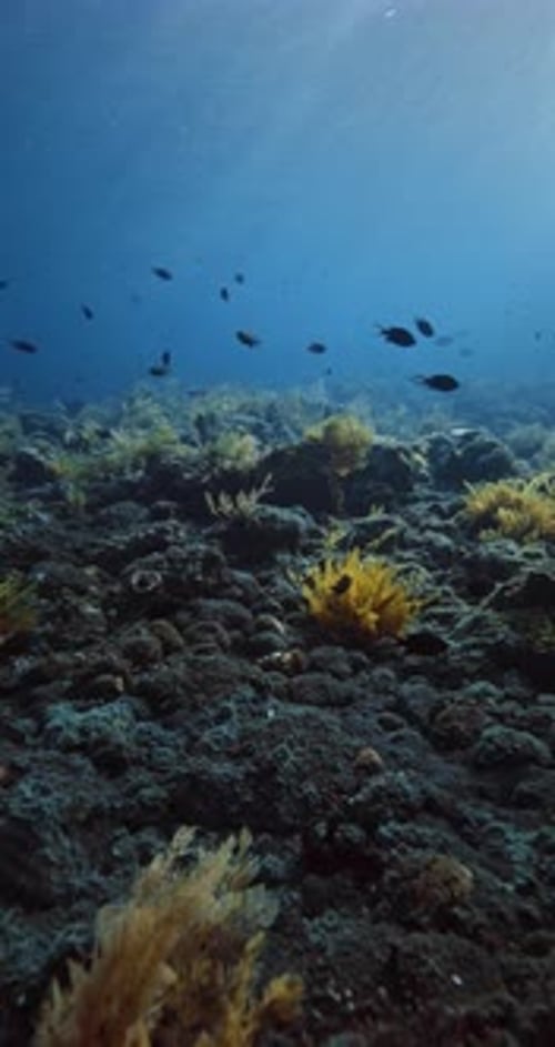 Sea Bottom with Tropical Fishes and Corals Underwater in Blue Ocean Vertical Screen