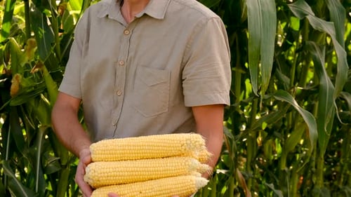 Farmer Holds Corn in His Hands in the Garden Selective Focus