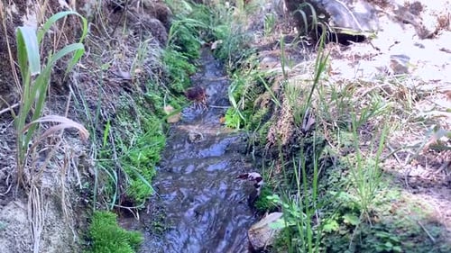 Ruisseau d'eau entre la végétation et les pierres par une belle journée d'été