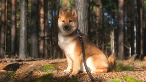 Shiba Inu Puppy in the Forest Looking Around
