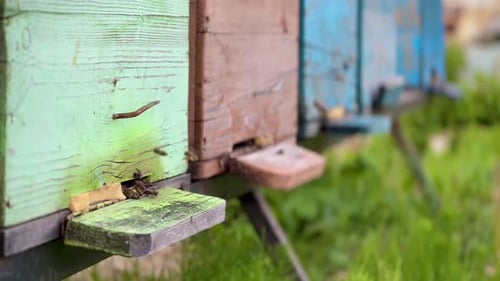 Bees Flying In and Out of Beehive