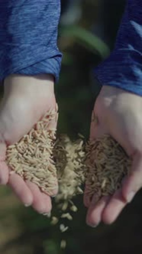 Slow-motion shot of a harvester's hands dropping many freshly harvested rice seeds.