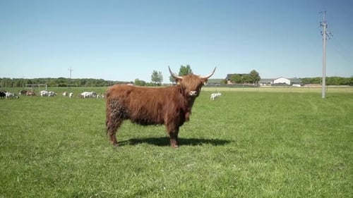 Brown Highland Cow Grazing in Sunny Field