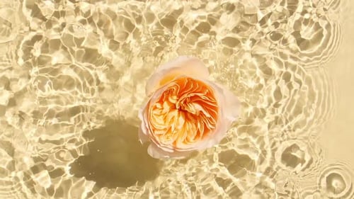 Peach Colored Flower Floating in Water