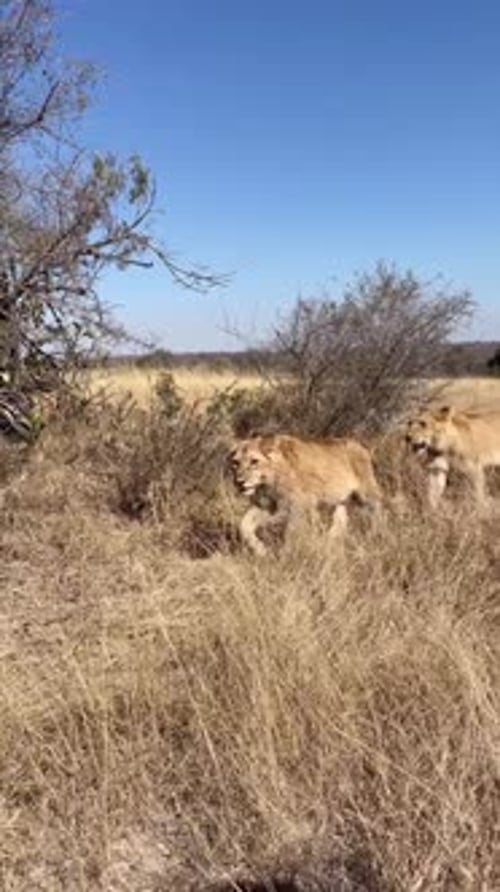 Pride of Lions Walking in the Wild