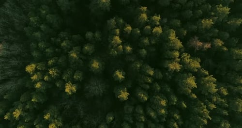 Aerial Forest Shot Nature Parkland Top View Flyover