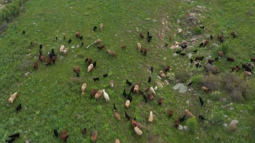 Flock of Sheep Grazing on a Green Meadow