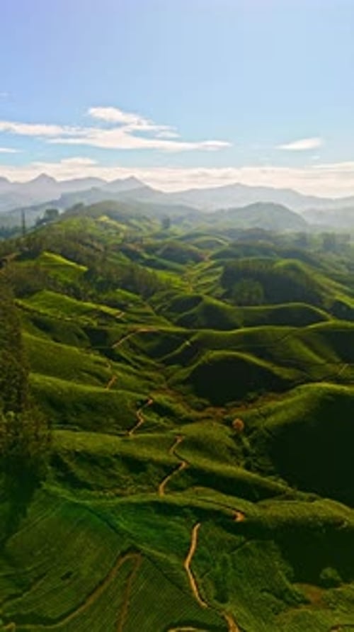 Survol vertical par drone des collines de thé colorées à Munnar, journée ensoleillée au Kerala, Inde