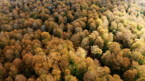 Drone Flight Over Forest in Autumn Colors