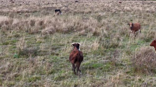 Close view of brown cows running over the grassland, stopping to look at the camera, wildlife slowmo