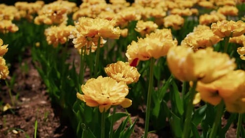 Vibrant Yellow Tulip Field in Focus Under Sunny Sky