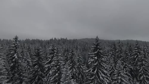 Snow Covered Trees in a Forest with Moving Mist and Beautiful Light Aerial Birds Eye View Winter