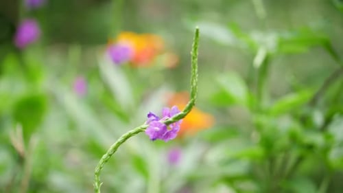 A close up of a purple flower. A close up of a flower