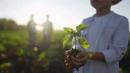 Rear View of Little Boy Holding Out Plant Sprout to Parents Man Woman Going to Him at Sunset Son of