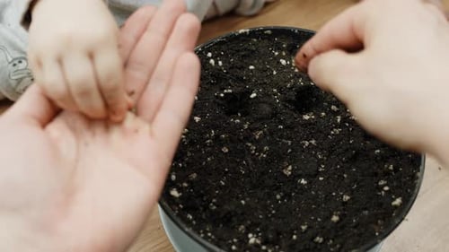 Close up adult and toddlers hands planting seeds in a pot with rich soil
