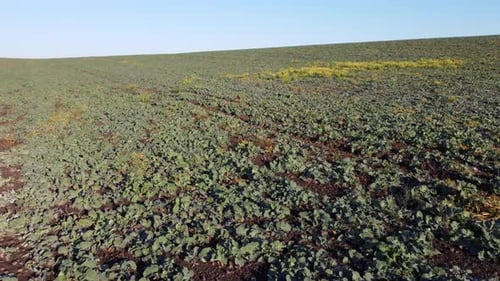 Flying Over Field of Green Leaves Sugar Beets on Sunny Day