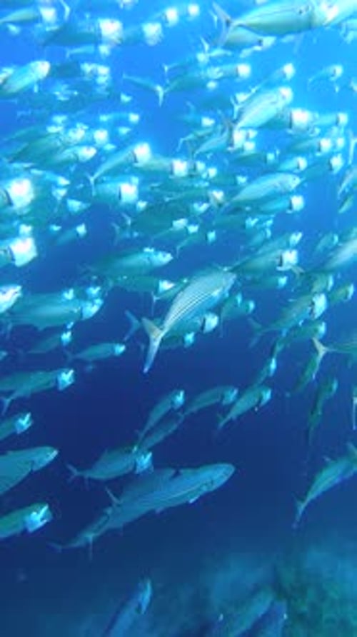 Striped Mackerel Rastrelliger Kanagurta Shoal Swimming with Open Mouths Filtering for Zooplankton