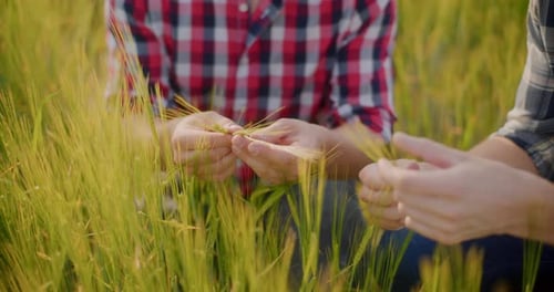 Farmer Examining Crops In Agriculture Field Wheat Before Harvesting