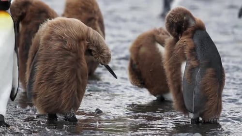 KIng penguin Colony with chicks