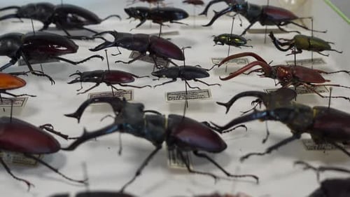 Insect Collection 09