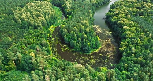Curvy river and forests. Aerial view of wildlife in Poland