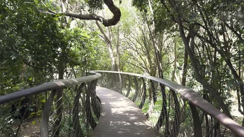 Tree top canopy walk in Kirstenbosch National Botanical Garden for sightseeing, located at Cape Town