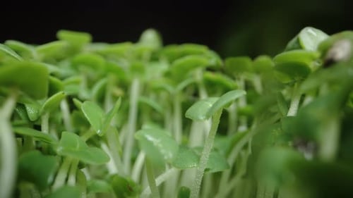 Macro Shot of Fresh Green Sprouts Growing