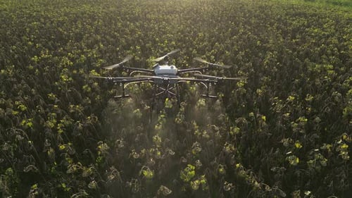 Agricultural Drone Spraying Sunflower Field 25