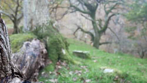 Zerbrochener Herbst, Wald, Wald, Baumstamm, saisonale Natur, Herbstlaub, Wildnis, Dolly, links, Nahaufnahme