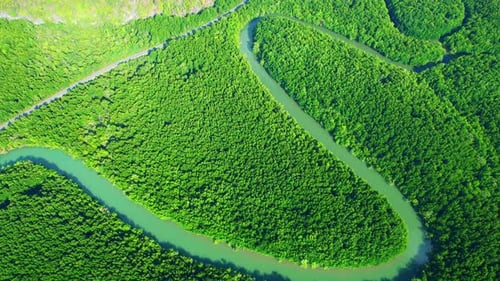 Drone is flying over the green mangrove forest