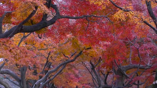 Close up view of beautiful vibrant Orange and Red autumn foliage