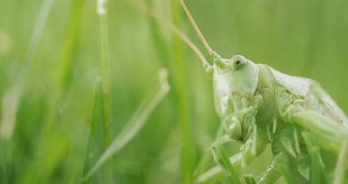 Seitenansicht einer großen grünen Heuschrecke