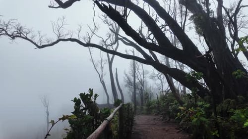 Pathway in the forest with fog.