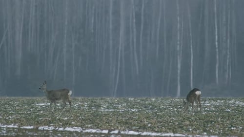 European roe deer flock eating on rape raps field in evening dusk