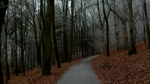 autumn walk forest path under warm sunlight with orange leaves on the ground