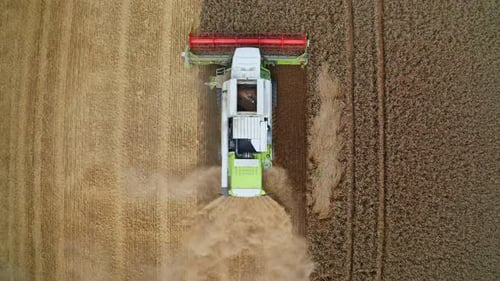 Combine harvester harvesting from above - ripe wheat in the field
