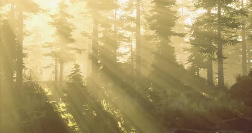 Sunlight Filtering Through Trees in a Serene Forest During Early Morning