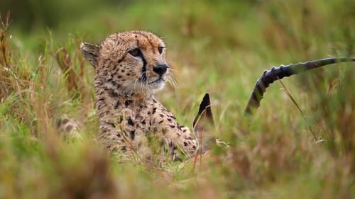 Gepard ernährt sich von Antilopen in der Savanne